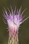 Le Conte's thistle